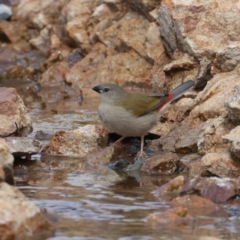 Neochmia temporalis (Red-browed Finch) at Molonglo Valley, ACT - 2 Feb 2022 by jb2602