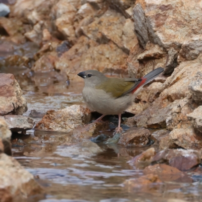 Neochmia temporalis (Red-browed Finch) at Molonglo Valley, ACT - 2 Feb 2022 by jb2602