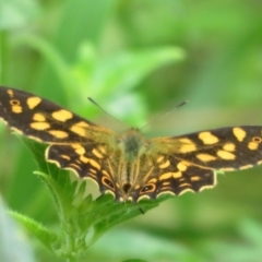 Oreixenica kershawi (Striped Xenica) at Namadgi National Park - 1 Feb 2022 by Christine