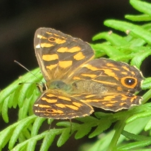 Oreixenica kershawi at Cotter River, ACT - 1 Feb 2022