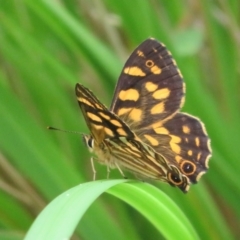 Oreixenica kershawi at Cotter River, ACT - 1 Feb 2022