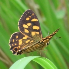 Oreixenica kershawi at Cotter River, ACT - 1 Feb 2022