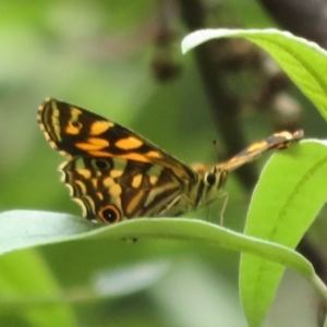 Oreixenica kershawi at Cotter River, ACT - 1 Feb 2022