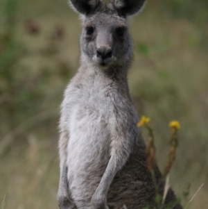 Macropus giganteus at Molonglo Valley, ACT - 2 Feb 2022 09:39 AM