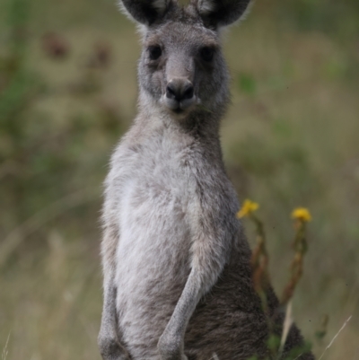 Macropus giganteus (Eastern Grey Kangaroo) at Molonglo Valley, ACT - 2 Feb 2022 by jb2602