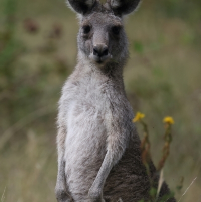 Macropus giganteus (Eastern Grey Kangaroo) at Block 402 - 1 Feb 2022 by jb2602