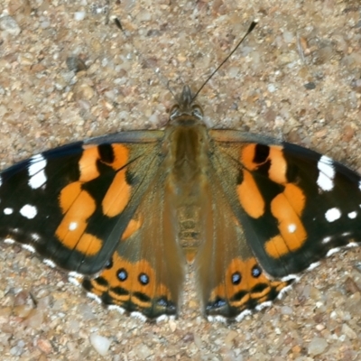 Vanessa kershawi (Australian Painted Lady) at Molonglo Valley, ACT - 1 Feb 2022 by jb2602