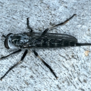 Cerdistus sp. (genus) at Molonglo Valley, ACT - 2 Feb 2022 11:18 AM