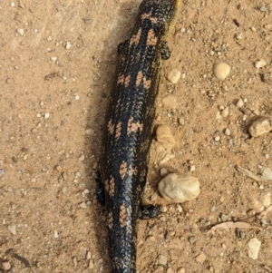 Tiliqua nigrolutea at Lake George, NSW - 7 Feb 2022 04:58 PM