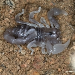 Urodacus manicatus (Black Rock Scorpion) at Molonglo Valley, ACT - 1 Feb 2022 by jb2602