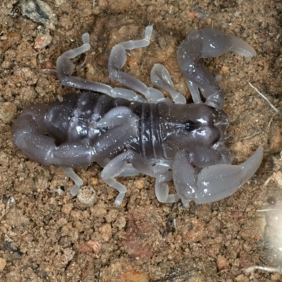Urodacus manicatus (Black Rock Scorpion) at Denman Prospect 2 Estate Deferred Area (Block 12) - 1 Feb 2022 by jb2602