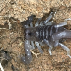 Urodacus manicatus at Molonglo Valley, ACT - 2 Feb 2022