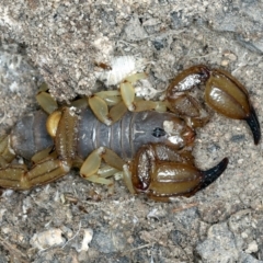 Urodacus manicatus (Black Rock Scorpion) at Molonglo Valley, ACT - 1 Feb 2022 by jb2602