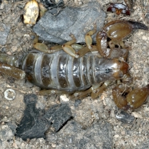 Urodacus manicatus at Molonglo Valley, ACT - 2 Feb 2022