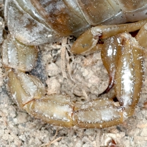 Urodacus manicatus at Molonglo Valley, ACT - 2 Feb 2022