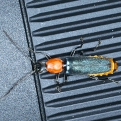 Chauliognathus tricolor (Tricolor soldier beetle) at Block 402 - 1 Feb 2022 by jb2602