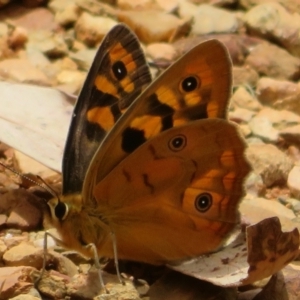 Heteronympha penelope at Cotter River, ACT - 1 Feb 2022