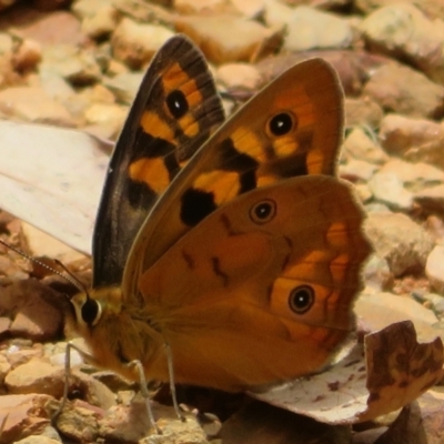 Heteronympha penelope (Shouldered Brown) at Cotter River, ACT - 1 Feb 2022 by Christine