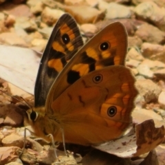 Heteronympha penelope (Shouldered Brown) at Cotter River, ACT - 1 Feb 2022 by Christine