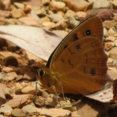 Heteronympha penelope at Cotter River, ACT - 1 Feb 2022 01:07 PM