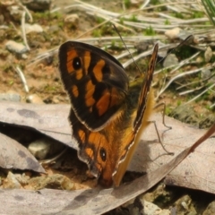 Heteronympha penelope at Cotter River, ACT - 1 Feb 2022 01:07 PM