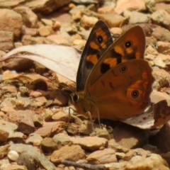 Heteronympha penelope at Cotter River, ACT - 1 Feb 2022