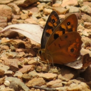 Heteronympha penelope at Cotter River, ACT - 1 Feb 2022 01:07 PM