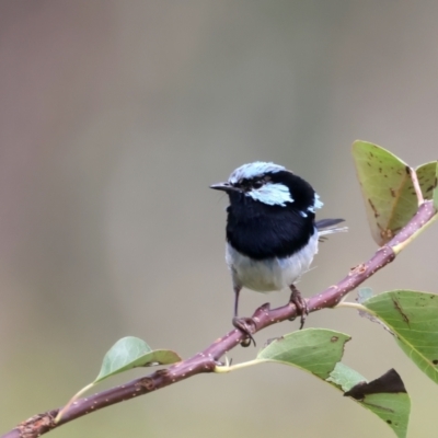 Malurus cyaneus (Superb Fairywren) at Molonglo Valley, ACT - 2 Feb 2022 by jb2602