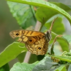 Geitoneura acantha (Ringed Xenica) at Namadgi National Park - 1 Feb 2022 by Christine