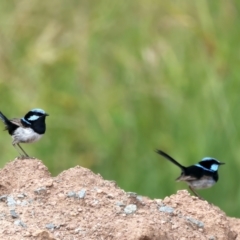 Malurus cyaneus (Superb Fairywren) at Molonglo Valley, ACT - 2 Feb 2022 by jb2602