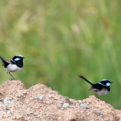 Malurus cyaneus (Superb Fairywren) at Molonglo Valley, ACT - 2 Feb 2022 by jb2602