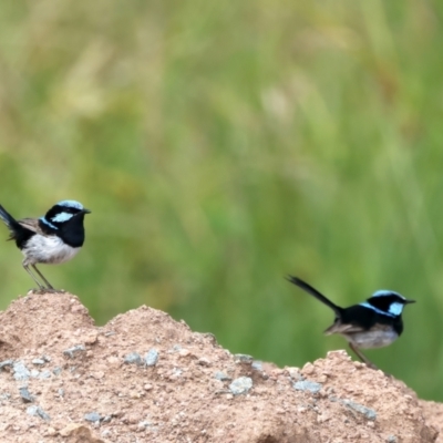 Malurus cyaneus (Superb Fairywren) at Molonglo Valley, ACT - 1 Feb 2022 by jb2602