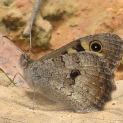 Geitoneura klugii (Marbled Xenica) at Cotter River, ACT - 1 Feb 2022 by Christine