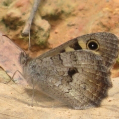 Geitoneura klugii (Klug's Xenica / Marbled Xenica) at Cotter River, ACT - 1 Feb 2022 by Christine