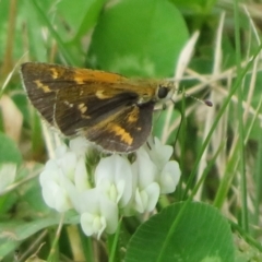 Taractrocera papyria (White-banded Grass-dart) at Cotter River, ACT - 1 Feb 2022 by Christine
