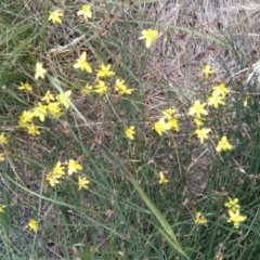 Tricoryne elatior (Yellow Rush Lily) at Symonston, ACT - 7 Feb 2022 by CallumBraeRuralProperty