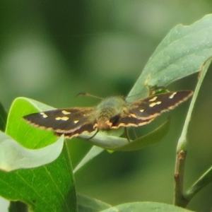 Anisynta monticolae at Cotter River, ACT - 1 Feb 2022