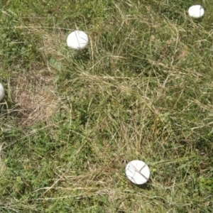 Macrolepiota dolichaula at Jerrabomberra, ACT - 5 Feb 2022