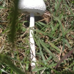 Macrolepiota dolichaula at Jerrabomberra, ACT - 5 Feb 2022