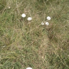 Macrolepiota dolichaula at Jerrabomberra, ACT - 5 Feb 2022