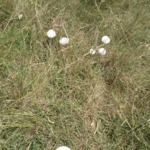 Macrolepiota dolichaula at Jerrabomberra, ACT - 5 Feb 2022