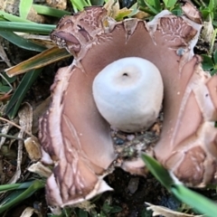 Geastrum sp. (Geastrum sp.) at QPRC LGA - 16 Aug 2020 by Milobear