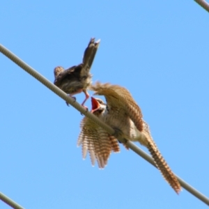 Eudynamys orientalis at Richardson, ACT - 8 Feb 2022