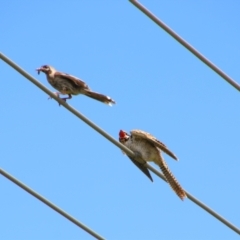 Eudynamys orientalis at Richardson, ACT - 8 Feb 2022