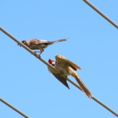 Eudynamys orientalis at Richardson, ACT - 8 Feb 2022