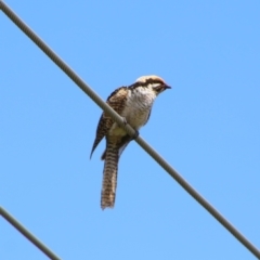 Eudynamys orientalis at Richardson, ACT - 8 Feb 2022