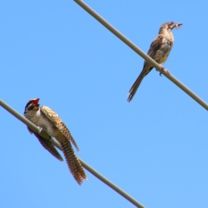 Eudynamys orientalis at Richardson, ACT - 8 Feb 2022 12:29 PM