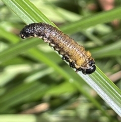 Pseudoperga sp. (genus) (Sawfly, Spitfire) at Cotter River, ACT - 7 Feb 2022 by JaneR