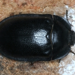 Pterohelaeus striatopunctatus (Darkling beetle) at Bango, NSW - 3 Feb 2022 by jb2602