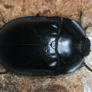 Pterohelaeus striatopunctatus at Bango, NSW - 3 Feb 2022 02:15 PM